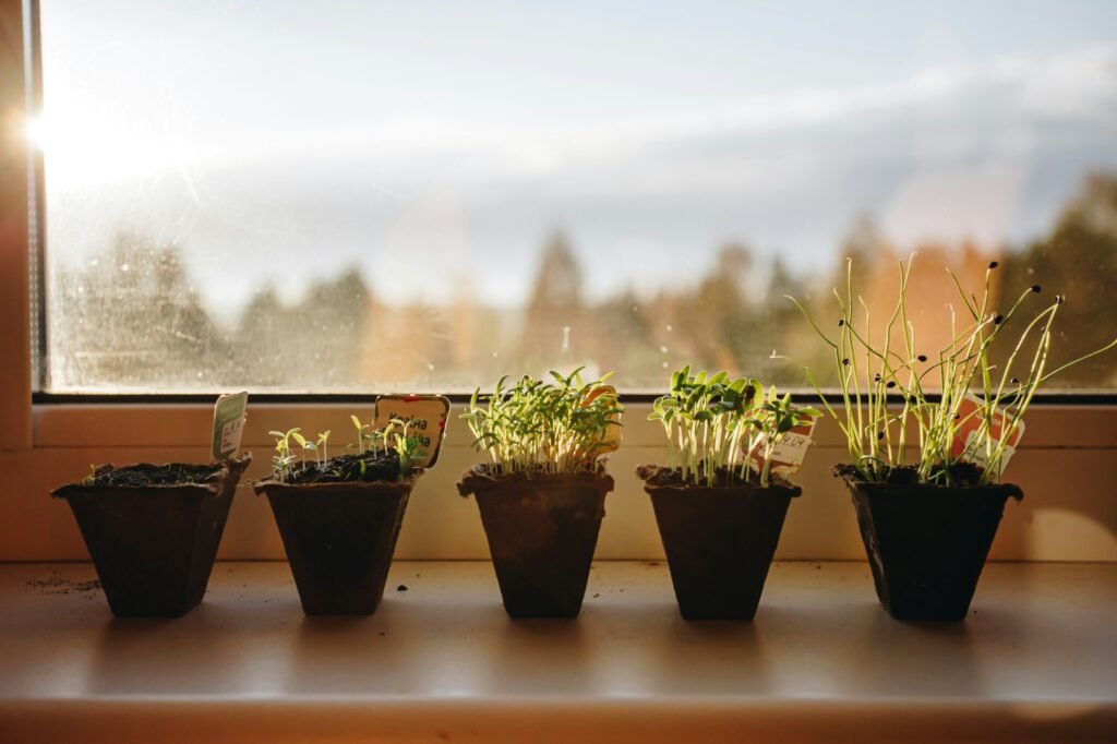 Spring seedlings on the windowsill.